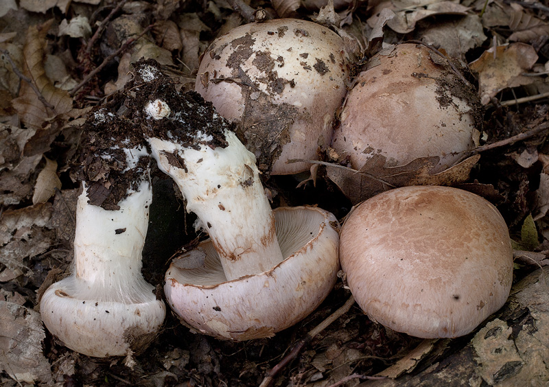 Cortinarius sabuletorum